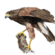 Illustration for article titled 15-year-old prodigy girl draws amazingly well emand/em trains falcons too